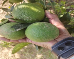 Normal Mosambi for sale in Hisar