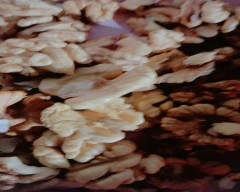 Kashmiri Wal nut for sale in Kupwara