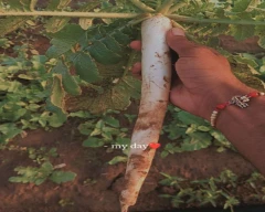 White Radish for sale in Mahendragarh