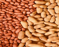 G20 Groundnut for sale in Bikaner
