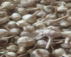Normal Garlic for sale in Solan