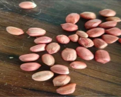 A Grade Quality Groundnut for sale in Ratlam