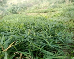 Normal Ginger for sale in Mandi
