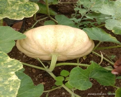 Other Ash gourd for sale in Guntur