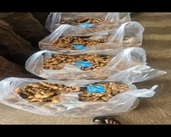 A Grade Quality Ginger for sale in Satara