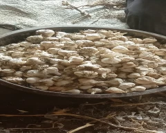 B Grade Quality Garlic for sale in Mainpuri