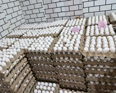 Normal Egg for sale in Gadag
