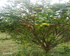 A Grade Quality Orange for sale in Akola