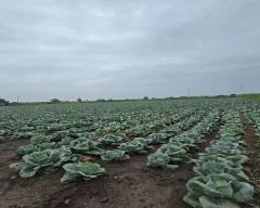 A Grade Quality Cabbage for sale in Jamnagar
