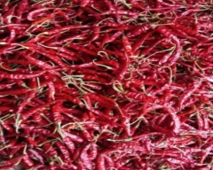 Teja Dry Chilli for sale in Guntur
