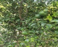 Normal Kinnow for sale in Muktsar