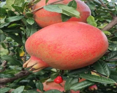 B Grade Quality Pomegranate for sale in Satara