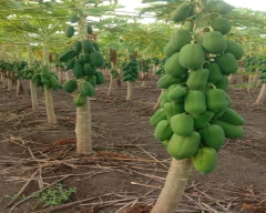 Number 15 Papaya for sale in Bhavnagar