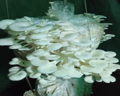 Oyster Mushroom for sale in Kolhapur