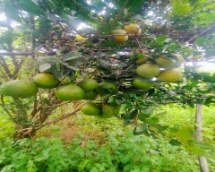 B Grade Quality Orange for sale in Buldhana