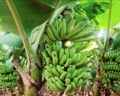 G-9 Banana for sale in Burhanpur