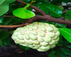 A Grade Quality Custard Apple for sale in Nashik
