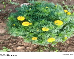 Astaganda plus Marigold for sale in Bhilwara
