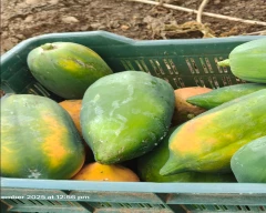 Number 15 Papaya for sale in Pune