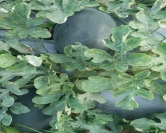 Melody Watermelon for sale in Anantapur