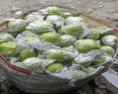 Hybrid Guava for sale in Nadia