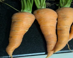 Normal Carrot for sale in Krishnagiri