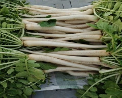 Normal Carrot for sale in Jodhpur