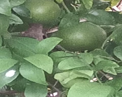 Normal Kinnow for sale in Sirsa