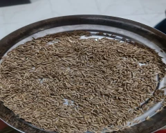 Brown Jeera for sale in Jaisalmer