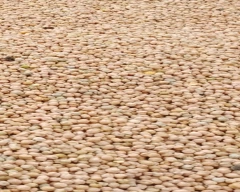 kabuli Chana for sale in Harda