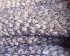 A Grade Quality Tomato for sale in Durg