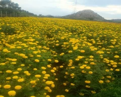 Other Marigold for sale in Ballari