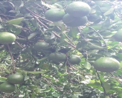A Grade Quality Orange for sale in Nagpur