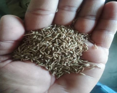 Brown Jeera for sale in Barmer