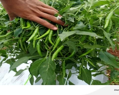 Green Dry Chilli for sale in Khandwa