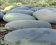 Melody Watermelon for sale in Namakkal
