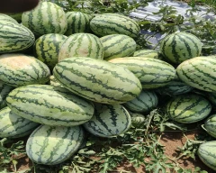 Normal Watermelon for sale in Ernakulam