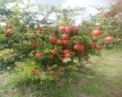 A Grade Quality Pomegranate for sale in Vijayapura