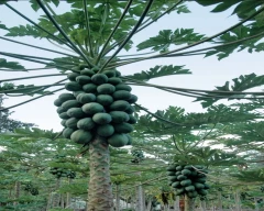 Red Lady Taiwan 786 Papaya for sale in Sultanpur