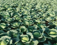 A Grade Quality Cabbage for sale in Haveri