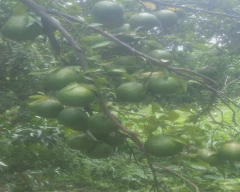 Nagpuri Orange for sale in Amravati