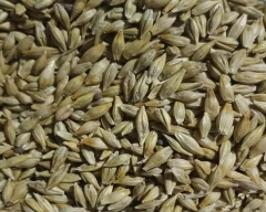 Normal Barley for sale in Jaunpur