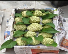 A Grade Quality Custard Apple for sale in Solapur