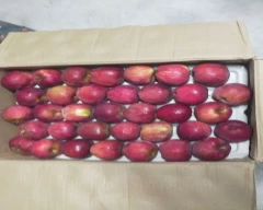 Shimla Apple for sale in Shimla