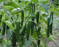 Hybrid Green Chilli for sale in Amravati