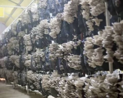 Oyster Mushroom for sale in Surendranagar