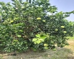 Other Mosambi for sale in Sirsa