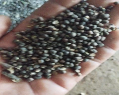 Indian Urad for sale in Bhilwara
