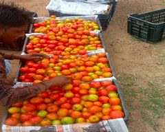 A Grade Quality Tomato for sale in Shivpuri