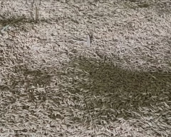 Normal Rice for sale in Sitapur